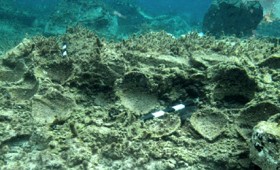 Ανακαλύφθηκε υποβρύχια Πομπηία στις ακτές της Δήλου