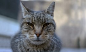 Cat Patrol: Καθαρίζοντας τη Νέα Υόρκη από τα τρωκτικά