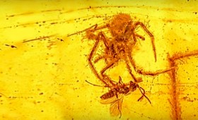 Βρέθηκε «εξωγήινο» έντομο μέσα σε κεχριμπάρι