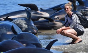 650 φάλαινες προσάραξαν στη Νέα Ζηλανδία