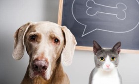 Γάτες vs σκύλων: Ποιος είναι πιο έξυπνος; (vid)