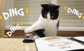 Pusic: Ένας πεινασμένος γάτος στο εστιατόριο (vid)