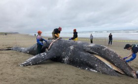 Κλιματική αλλαγή: Οι γκρίζες φάλαινες εκπέμπουν SOS