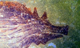 Ανακαλύφθηκε η αρχαιότερη σπηλαιογραφία ζώου (vid)