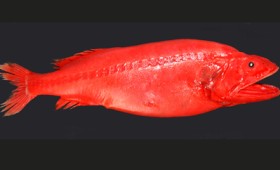 Ένα πολυμορφικό ψάρι που αλλάζει φύλο και γίνεται είτε αρσενικό είτε θηλυκό (vid)
