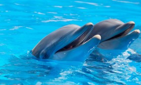 Τα δελφίνια σχηματίζουν το μεγαλύτερο δίκτυο συμμαχιών μετά τους ανθρώπους