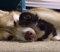Σκύλος υιοθετεί γατάκι και του σώζει τη ζωή (vid)