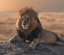 Η επική μάχη ενός λιονταριού με 20 ύαινες (vid)