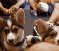 Puppy’s power! Χαρούμενα κουτάβια εν δράσει (βίντεο)