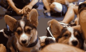Puppy’s power! Χαρούμενα κουτάβια εν δράσει (βίντεο)