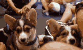 Puppy’s power! Χαρούμενα κουτάβια εν δράσει (βίντεο) Puppy’s power! Χαρούμενα κουτάβια εν δράσει (βίντεο)