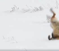 Η άσχημη μέρα μιας αλεπούς (βίντεο)
