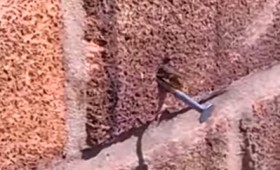 Μέλισσα βγάζει μόνη της καρφί από τοίχο (βίντεο)