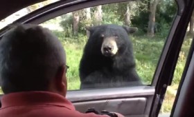 Μπαμπά, η αρκούδα άνοιξε την πόρτα σου!