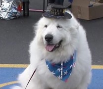 Σκύλος εξελέγη δήμαρχος για τρίτη συνεχόμενη χρονιά
