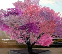 Το δέντρο-έργο τέχνης των 40 καρπών