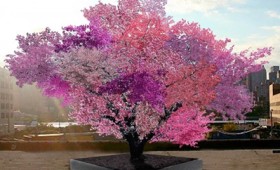 Το δέντρο-έργο τέχνης των 40 καρπών Το δέντρο-έργο τέχνης των 40 καρπών