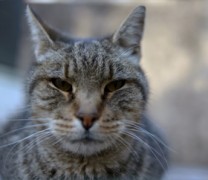 Cat Patrol: Καθαρίζοντας τη Νέα Υόρκη από τα τρωκτικά