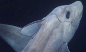 Ο καρχαρίας-φάντασμα σε βίντεο για πρώτη φορά