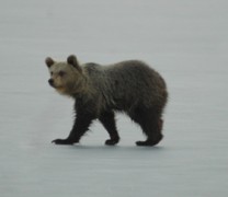 Αρκουδάκι στην παγωμένη λίμνη της Καστοριάς (vid)