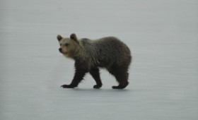 Αρκουδάκι στην παγωμένη λίμνη της Καστοριάς (vid) Αρκουδάκι στην παγωμένη λίμνη της Καστοριάς (vid)