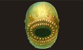 Αυτός είναι ο μακρινός πρόγονος του ανθρώπου Αυτός είναι ο μακρινός πρόγονος του ανθρώπου