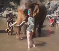 Ο ελέφαντας, η τουρίστρια και το βολ πλανέ (βίντεο)