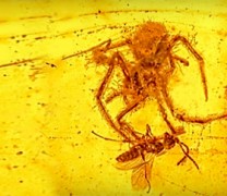 Βρέθηκε «εξωγήινο» έντομο μέσα σε κεχριμπάρι