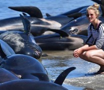 650 φάλαινες προσάραξαν στη Νέα Ζηλανδία