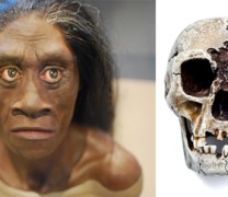 Τα μυστηριώδη Χόμπιτ είναι προγενέστερα του ανθρώπου Τα μυστηριώδη Χόμπιτ είναι προγενέστερα του ανθρώπου