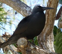 Το δέντρο που σκοτώνει πουλιά χωρίς λόγο (βίντεο) Το δέντρο που σκοτώνει πουλιά χωρίς λόγο (βίντεο)