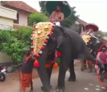Ιερός ελέφαντας κλωτσάει στο στήθος έναν ασεβή