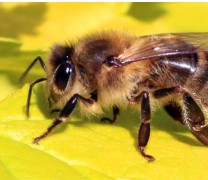 Greenpeace: Οι μέλισσες σε χρειάζονται!