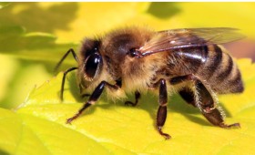 Greenpeace: Οι μέλισσες σε χρειάζονται!