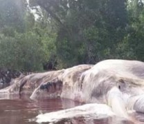 Το γιγαντιαίο θαλάσσιο τέρας της Ινδονησίας (βίντεο) Το γιγαντιαίο θαλάσσιο τέρας της Ινδονησίας (βίντεο)
