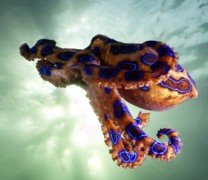 Τα χταπόδια είναι εξωγήινα λένε οι επιστήμονες (vid) Τα χταπόδια είναι εξωγήινα λένε οι επιστήμονες (vid)