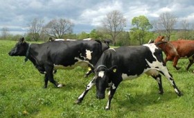 13 αγελάδες αυτοκτόνησαν πηδώντας σε γκρεμό