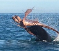 Φονική επίθεση φώκιας εναντίον χταποδιού (vid) Φονική επίθεση φώκιας εναντίον χταποδιού (vid)