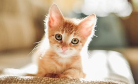 Οι γάτες εξημερώθηκαν πριν από 9.000 χρόνια Οι γάτες εξημερώθηκαν πριν από 9.000 χρόνια