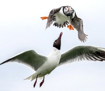 Γλάρος επιχειρεί να ληστέψει ένα άλλο θαλασσοπούλι Γλάρος επιχειρεί να ληστέψει ένα άλλο θαλασσοπούλι