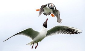 Γλάρος επιχειρεί να ληστέψει ένα άλλο θαλασσοπούλι Γλάρος επιχειρεί να ληστέψει ένα άλλο θαλασσοπούλι