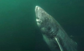 Το μυστικό της μακροζωίας των καρχαριών (vid) Το μυστικό της μακροζωίας των καρχαριών (vid)