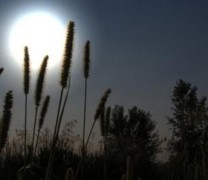 Τα φυτά χορεύουν στους ρυθμούς της Σελήνης Τα φυτά χορεύουν στους ρυθμούς της Σελήνης