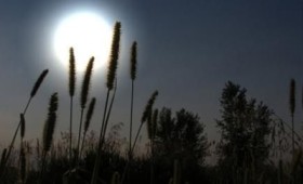 Τα φυτά χορεύουν στους ρυθμούς της Σελήνης Τα φυτά χορεύουν στους ρυθμούς της Σελήνης