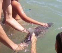 Μικρό δελφίνι πεθαίνει από τις selfies των τουριστών Μικρό δελφίνι πεθαίνει από τις selfies των τουριστών