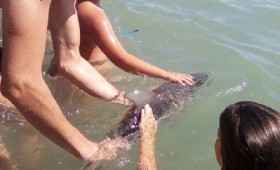Μικρό δελφίνι πεθαίνει από τις selfies των τουριστών