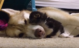 Σκύλος υιοθετεί γατάκι και του σώζει τη ζωή (vid)