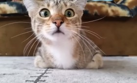 Πώς αντιδρά μια γάτα σε μια ταινία τρόμου (vid)