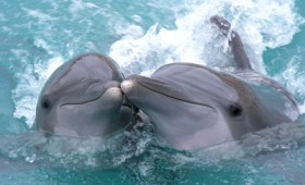 Τα δελφίνια έχουν ανθρώπινα χαρακτηριστικά γνωρίσματα