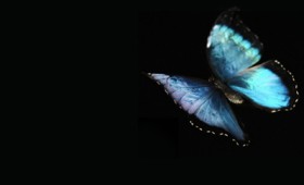 Δείτε πώς πετάει μια πεταλούδα για πρώτη φορά (vid) Δείτε πώς πετάει μια πεταλούδα για πρώτη φορά (vid)
